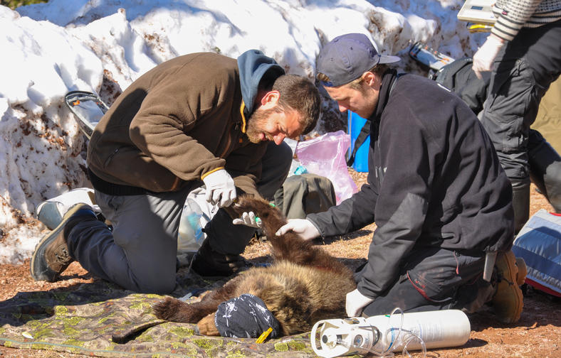 Forskere tar prøver av bedøvet bjørn