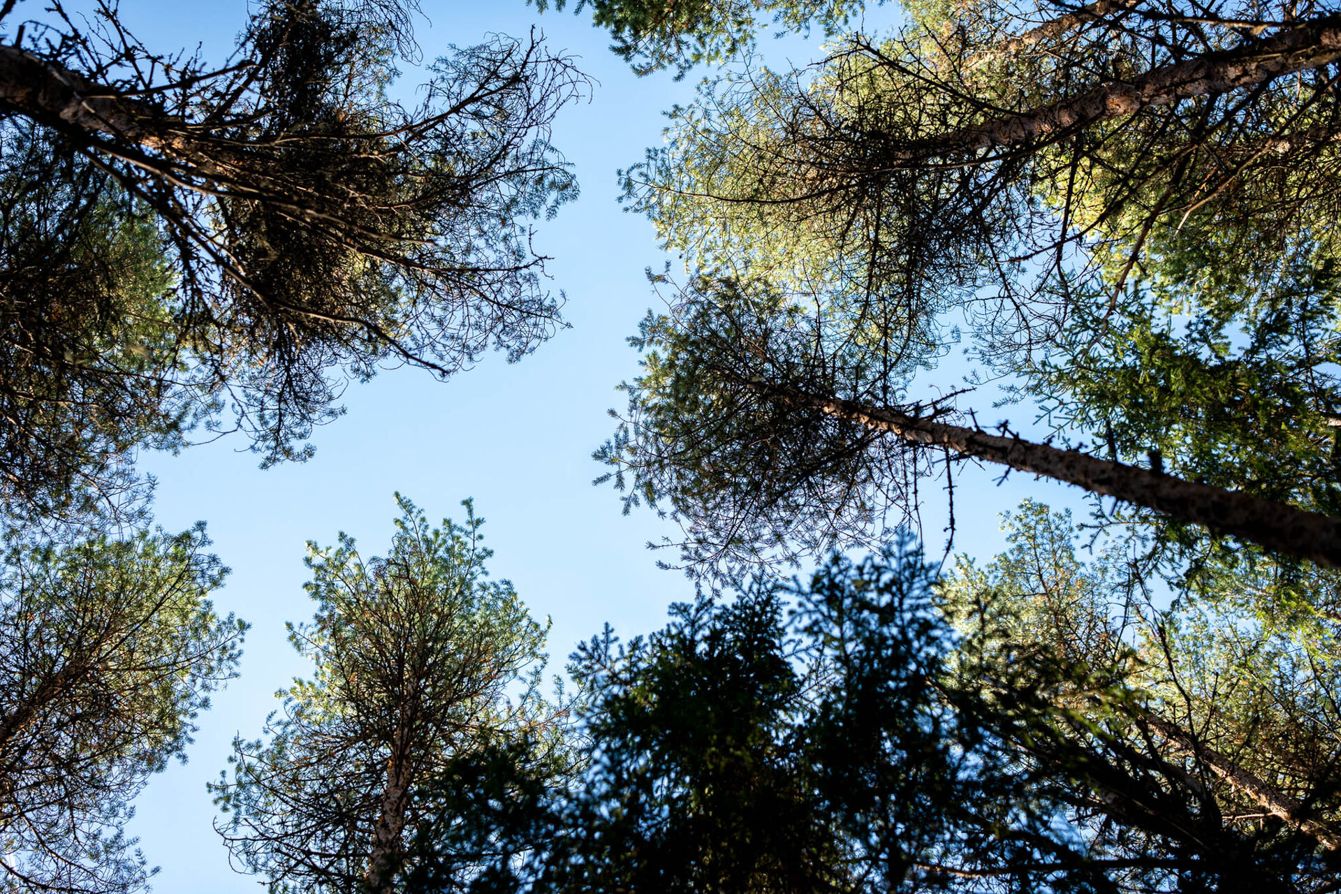 Tree tops seen from below