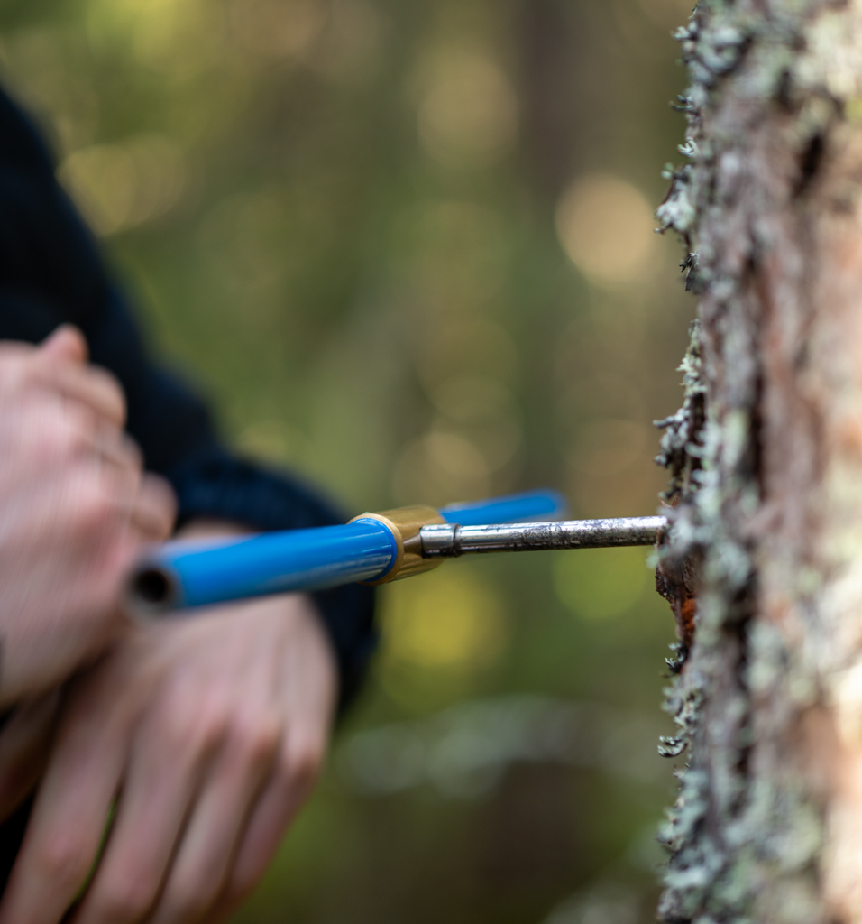 Close-up of the tree drilling to sample growth rings