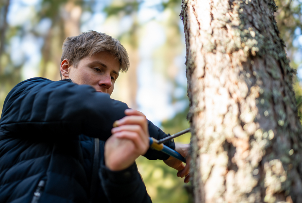 Eirik Olsen is measuring growth rings from a tree trunk