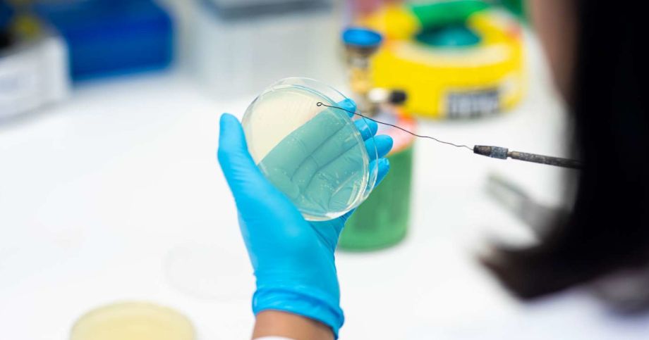 En forsker i et laboratorium holder en cellekultur i hånda