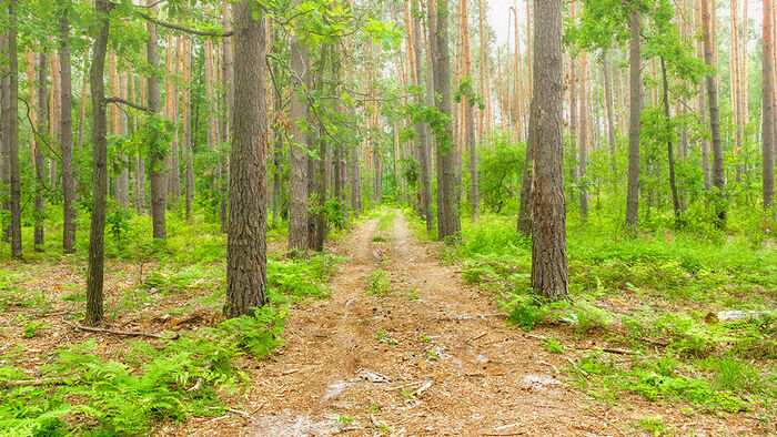 En sti i skogen