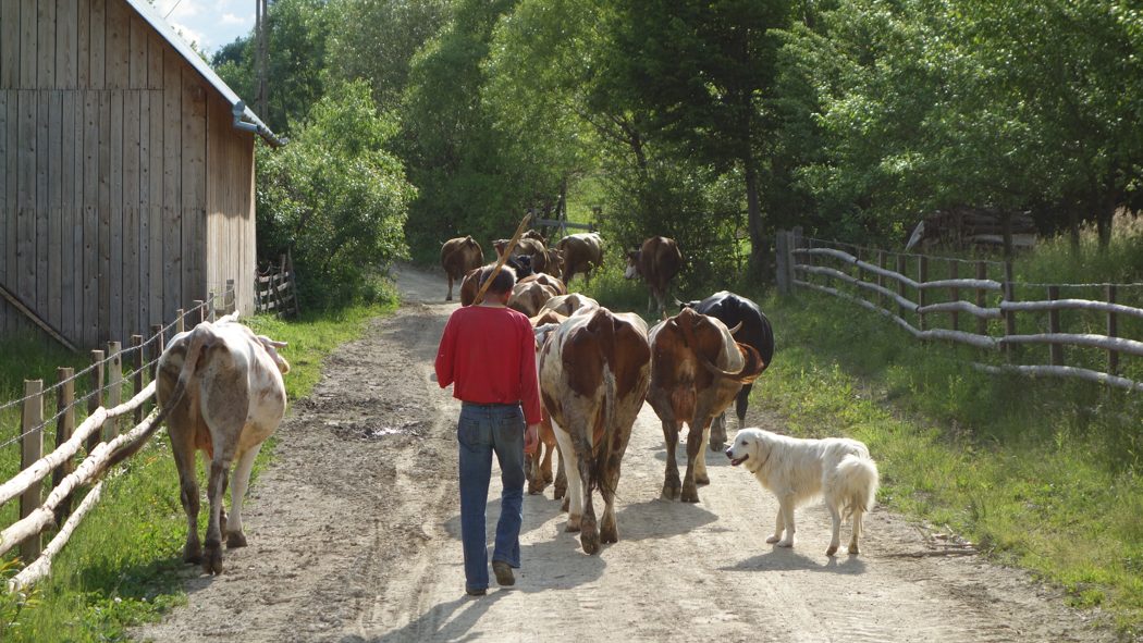 Farmer leading herds 