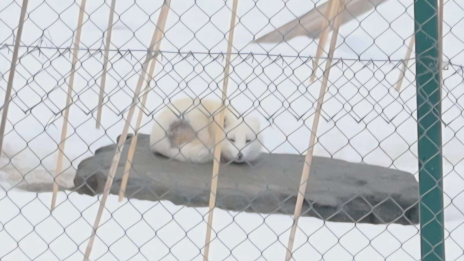 Arctic fox