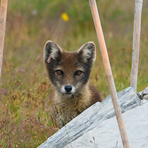 Arctic fox is right in front of the camera