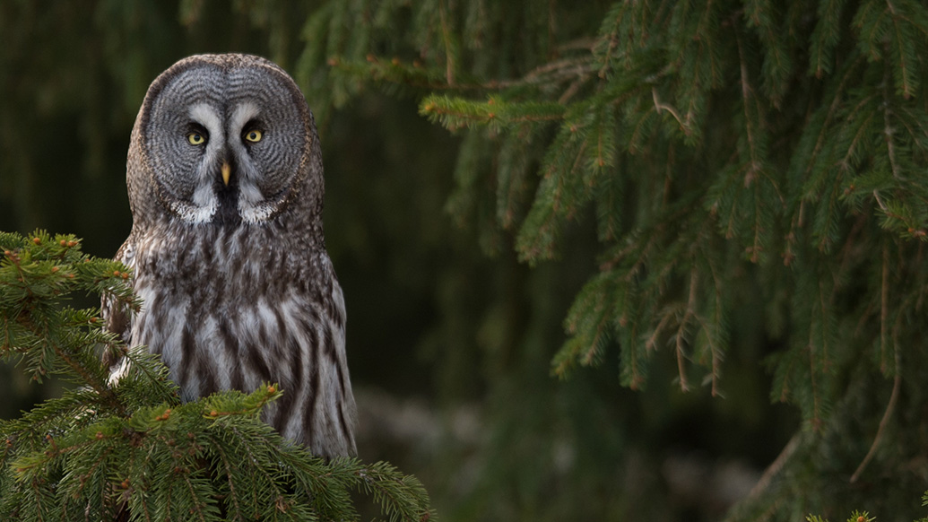 Owl