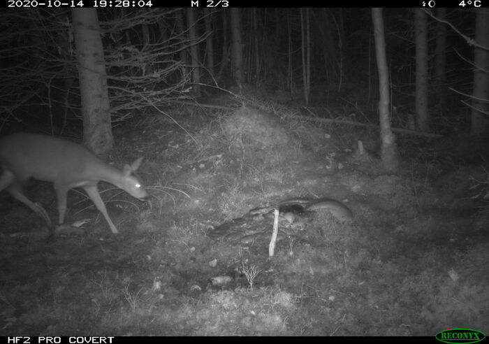 roe deer