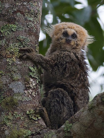Picture of species