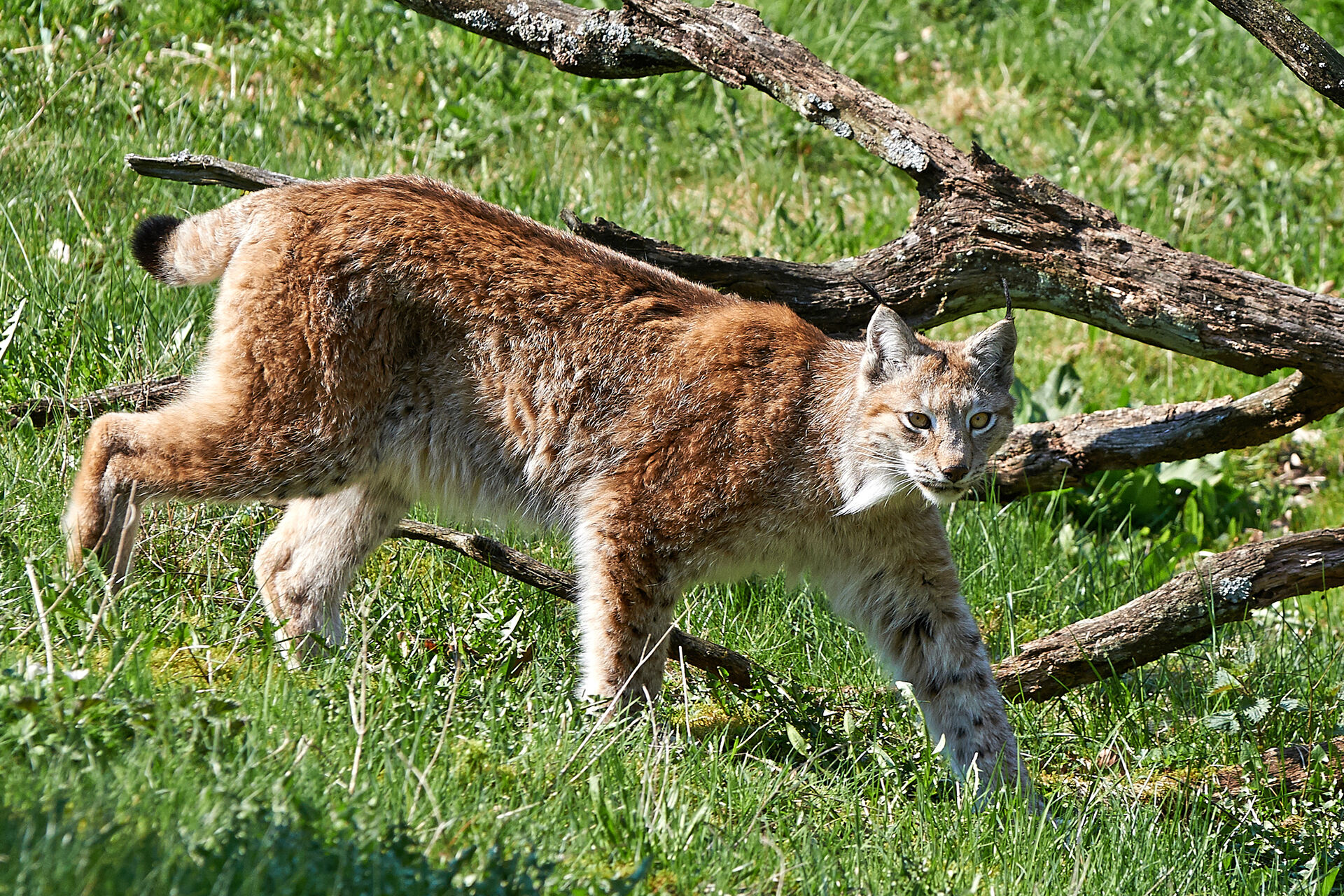 Lynx