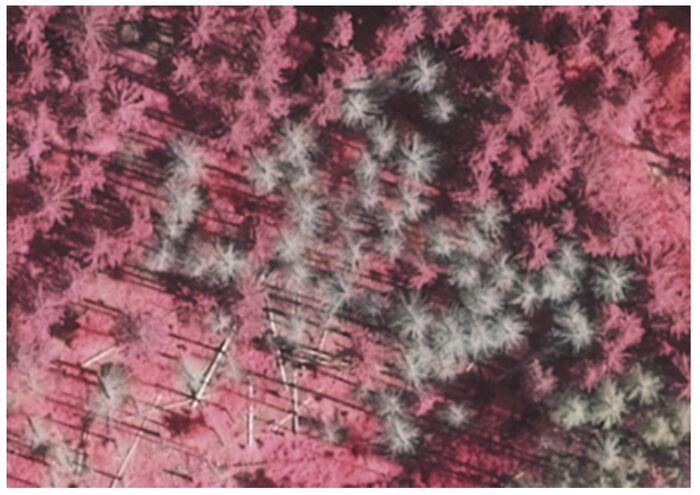 Picture of trees