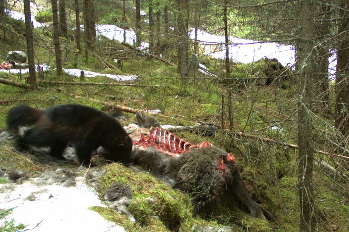 wolverine at wolf kill
