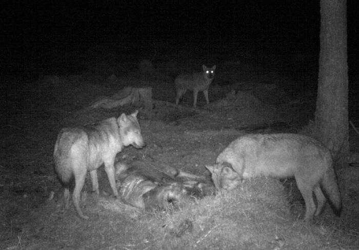 Wolves at night