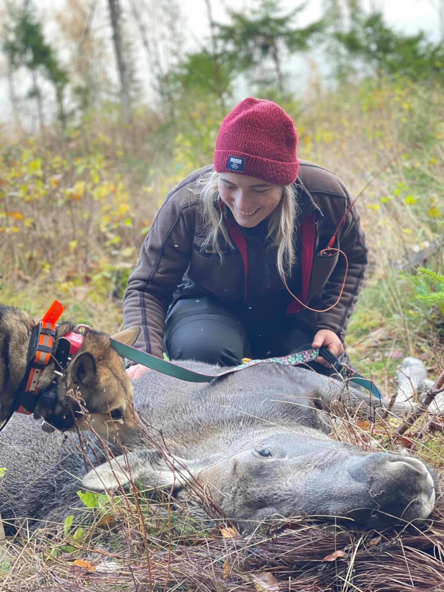 Moose harvest is of high economic and recreational importance in Scandinavia