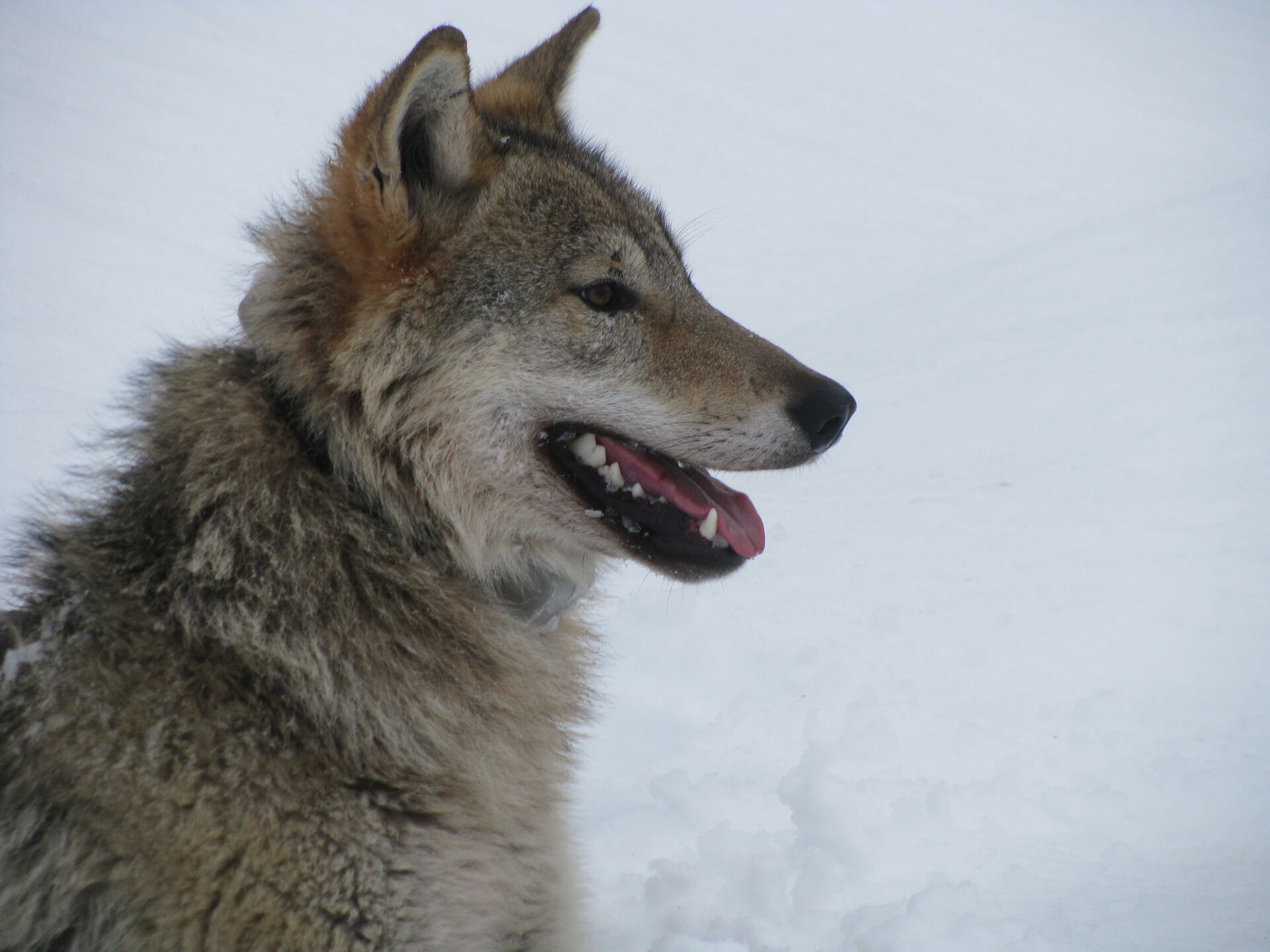 Wolf with GPS-collar, Finnskogen 2019