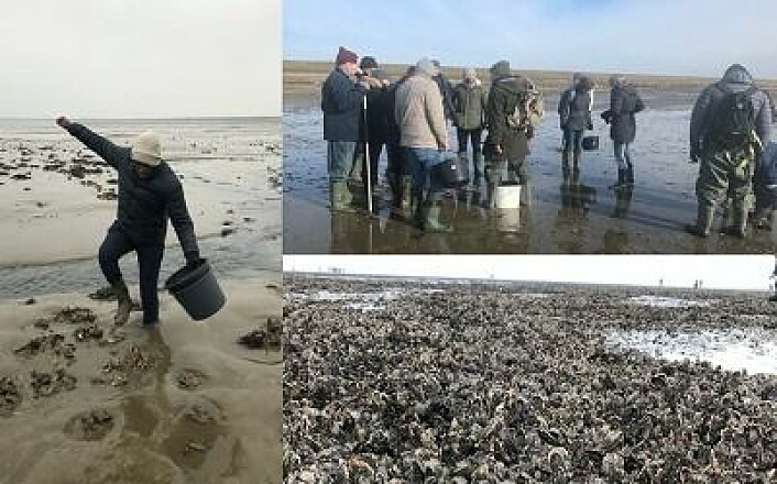 Oyster collecting on the beach