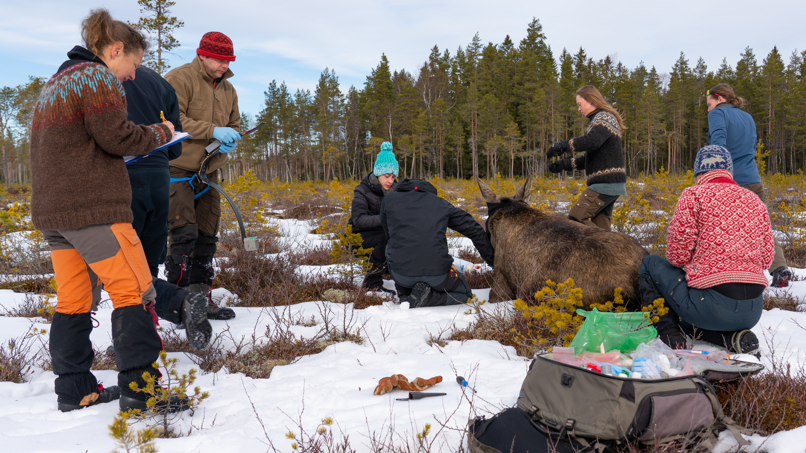 Researchers and students dressed for the outdoors are out in the forest and spot a moose. The moose lies on the ground with several people around it. Someone is standing next to it and writing notes. They are in an open area and the forest is visible in the background, a little snow on the ground but green fir trees.