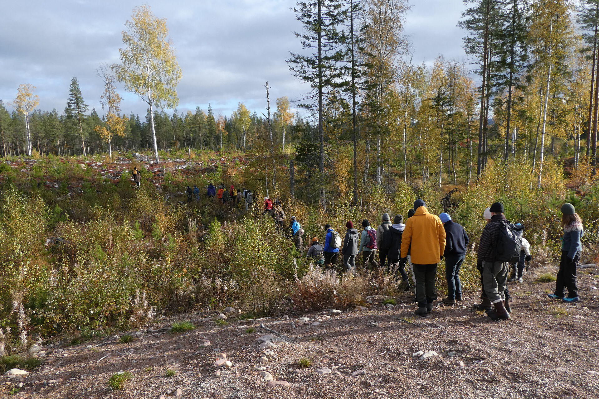 View of a logging area where the small trees has started to grow again. A long line of students following a  path out on the area. Different clothing on the students. Cludy sky in the background and it is fall.