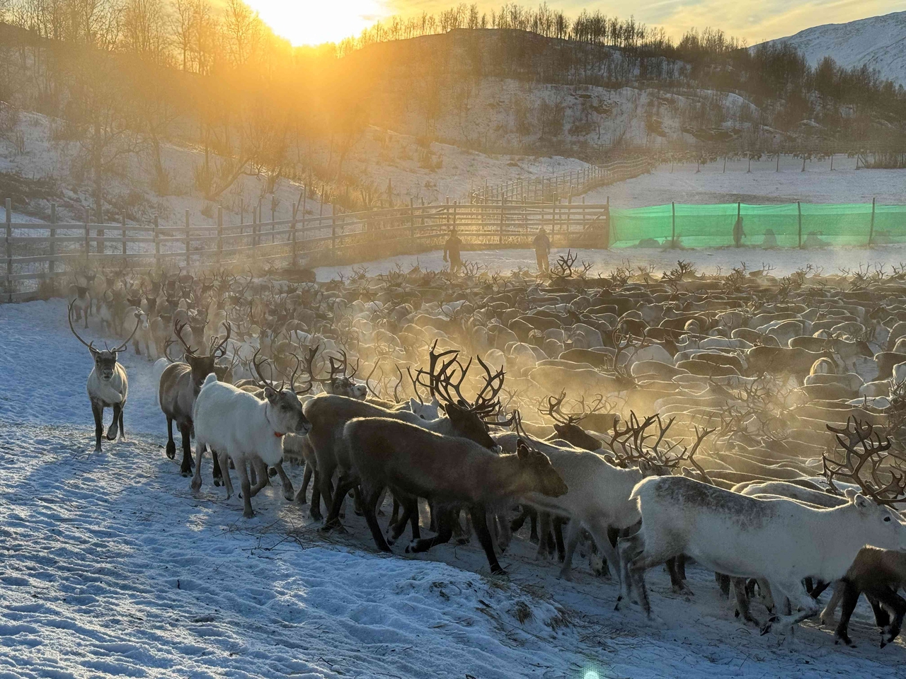 Reinsdyr flokker i innhengninger. Vinter og fjell i bakgrunn, solen skinner.