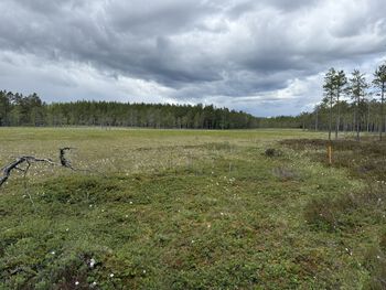 Skallbergkjølen in Stange Municipality. At one location, marsh depth of nearly 10 metres was measured using ground-penetrating radar.
