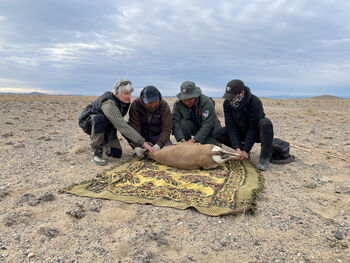 Professor Kaczensky and Mongolian rangers examining an animal in the desert.