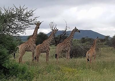 Giraffer på beite