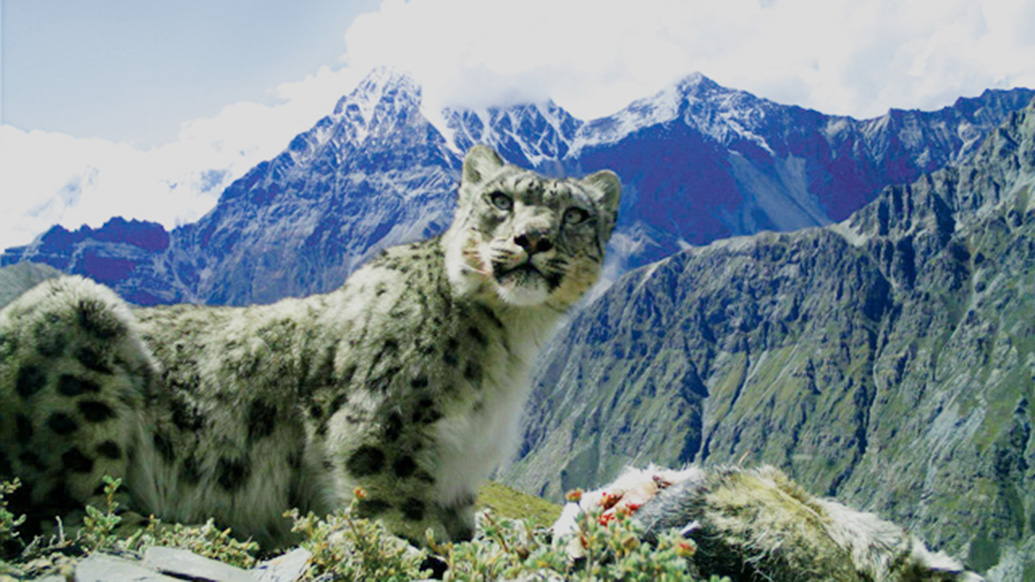 Snøleopard. 