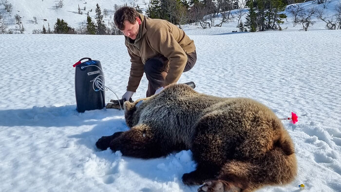 Boris på kne ved en bedøvet brunbjørn på snø