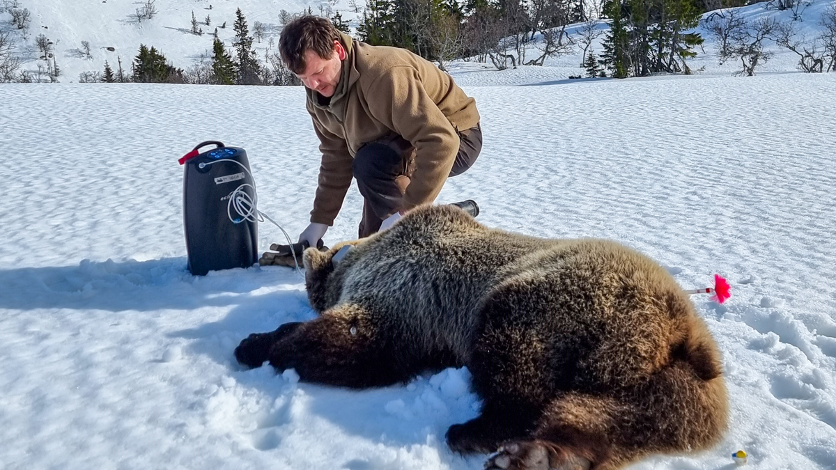 Boris on his kneed by a sedated brown bear on the snow