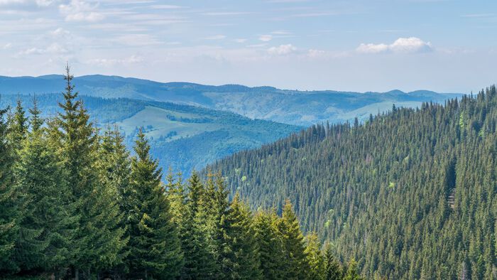Bilde av et landskap dekket av granskog med blå himmel i bakgrunnen