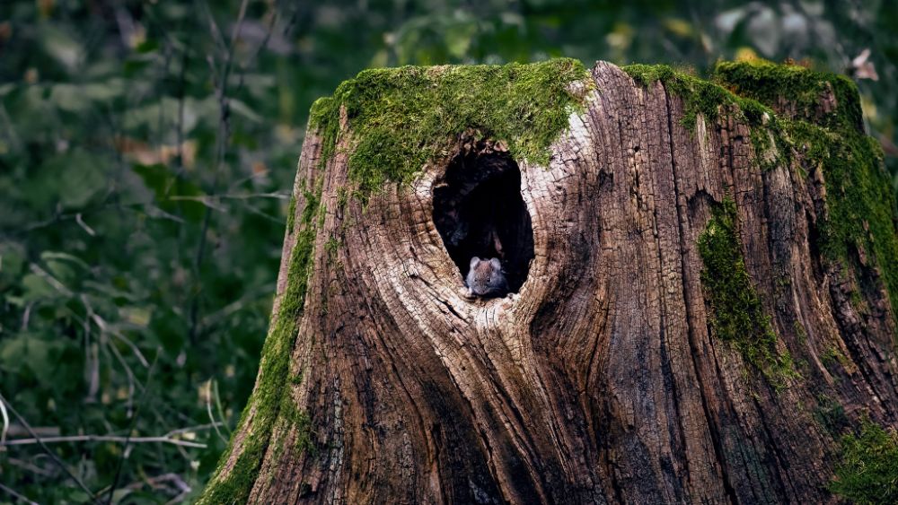 Bilde av en mus i en stubbe i skogen