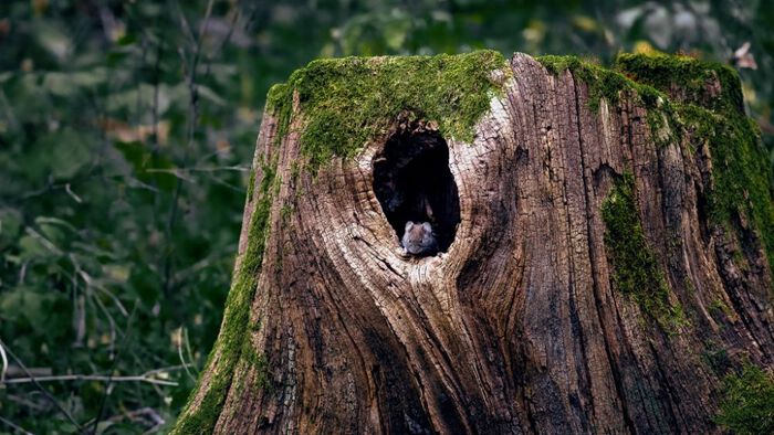 Bilde av en mus i en stubbe i skogen