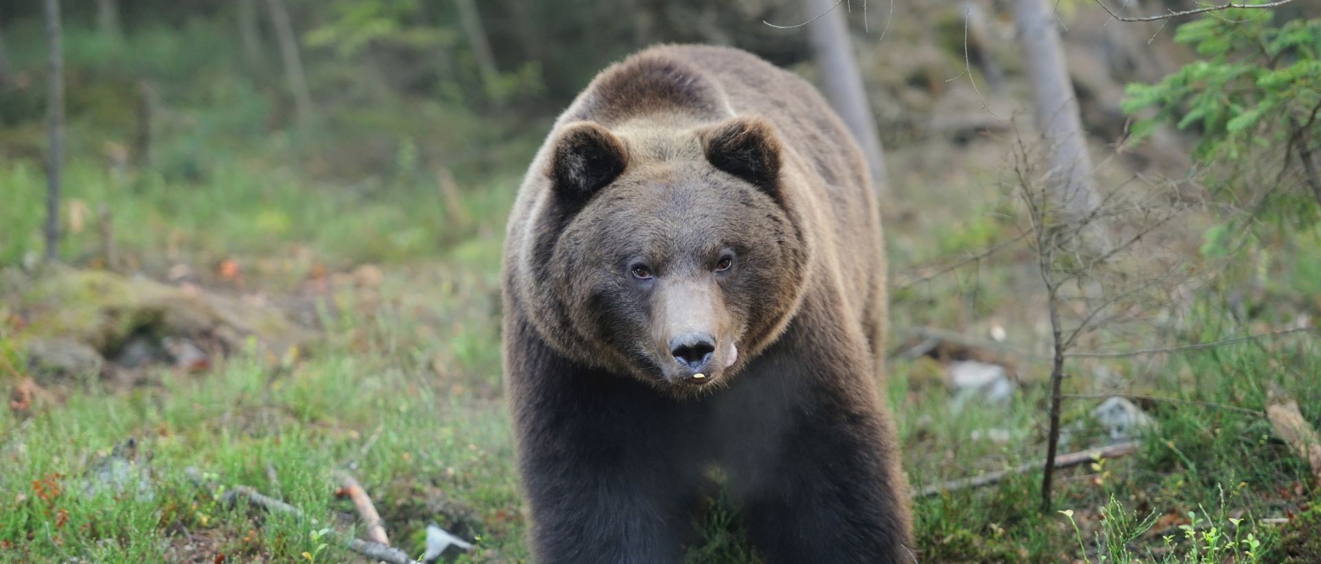 Bilde av en bjørn i skogen