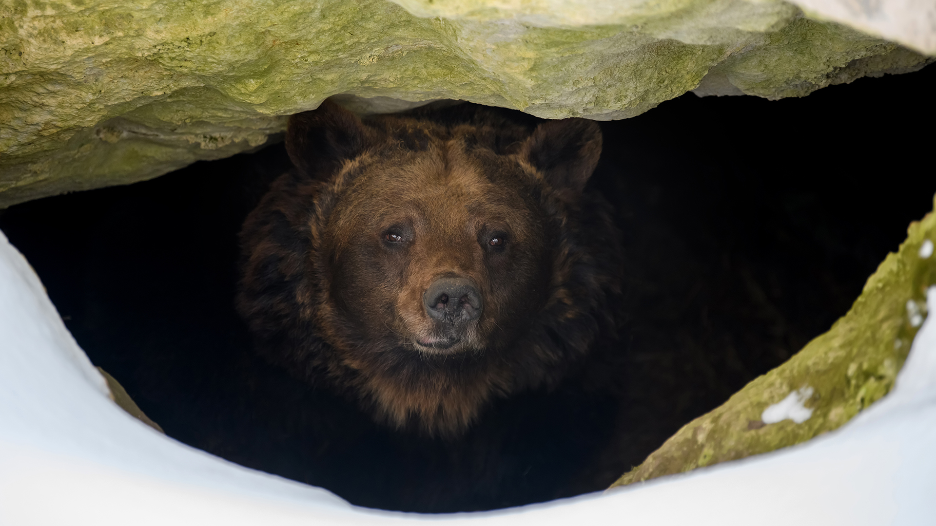 Bilde av en bjørn i hi