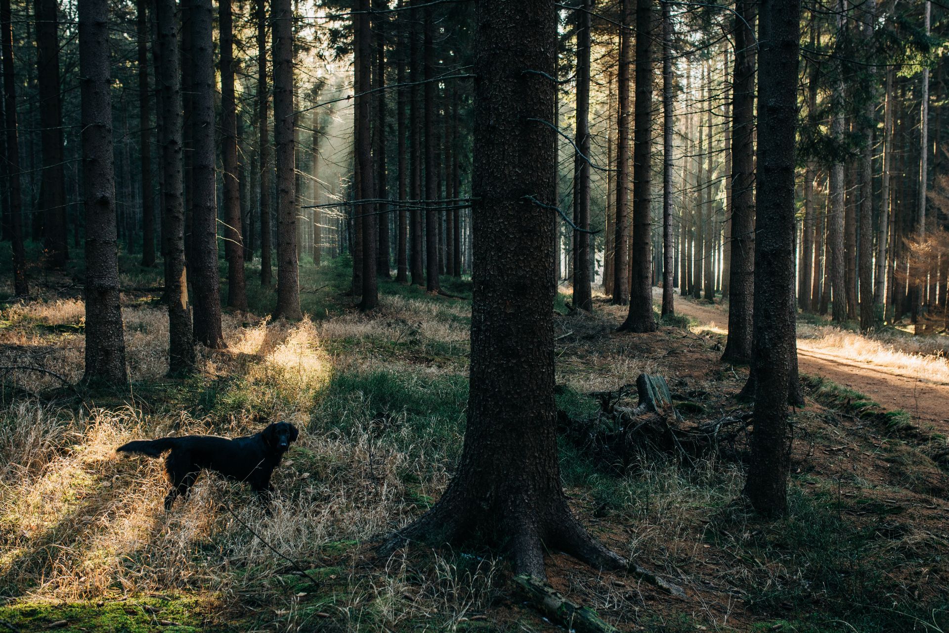 Bilde av en hund i skogen