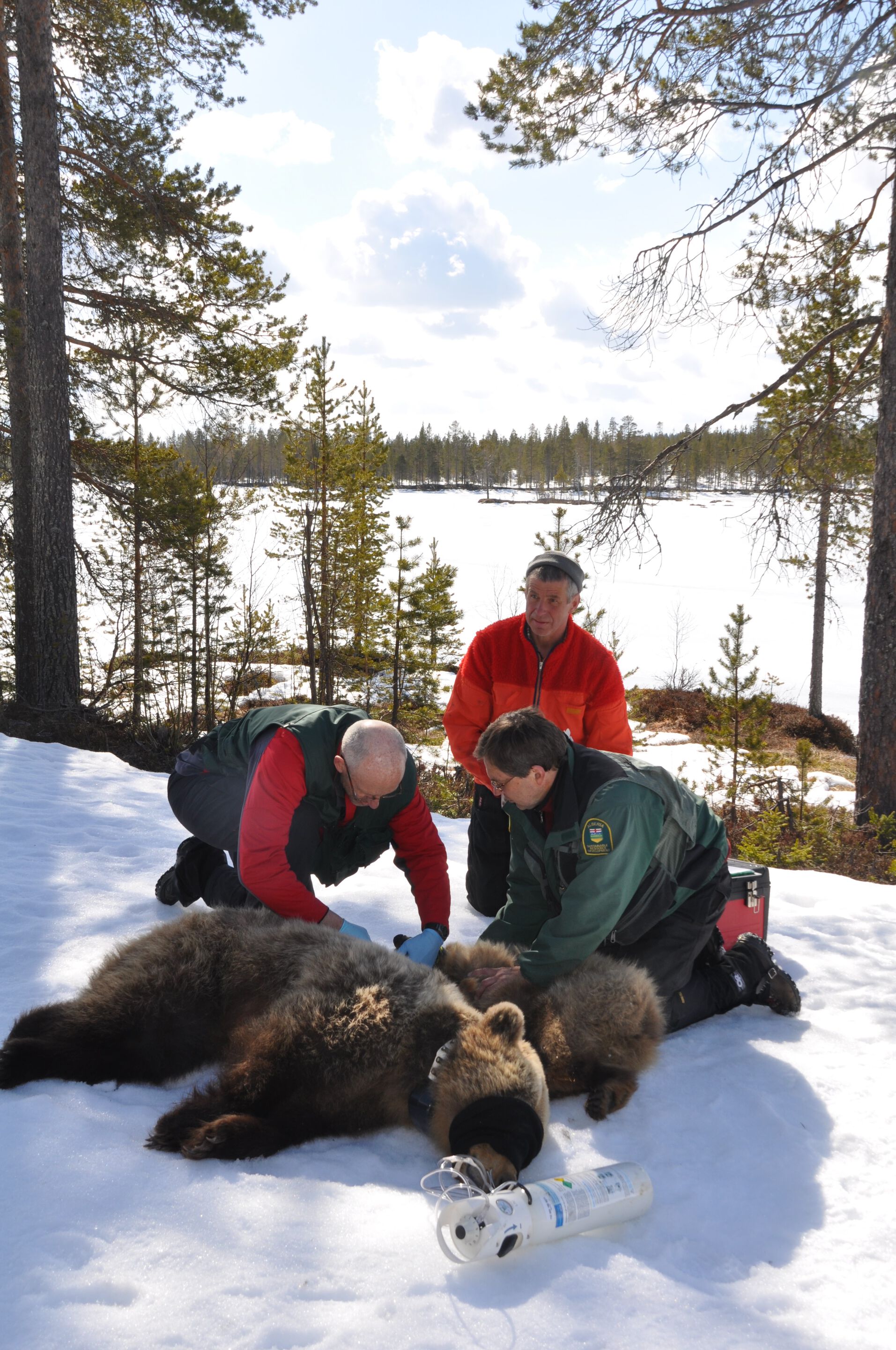 Forskergruppe i aksjon ved en bedøvet bjørn.