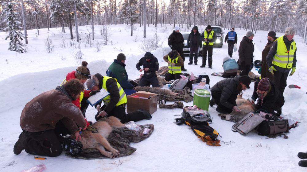 Bilde av forskere som jobber med ulv som er bedøvet på vinteren