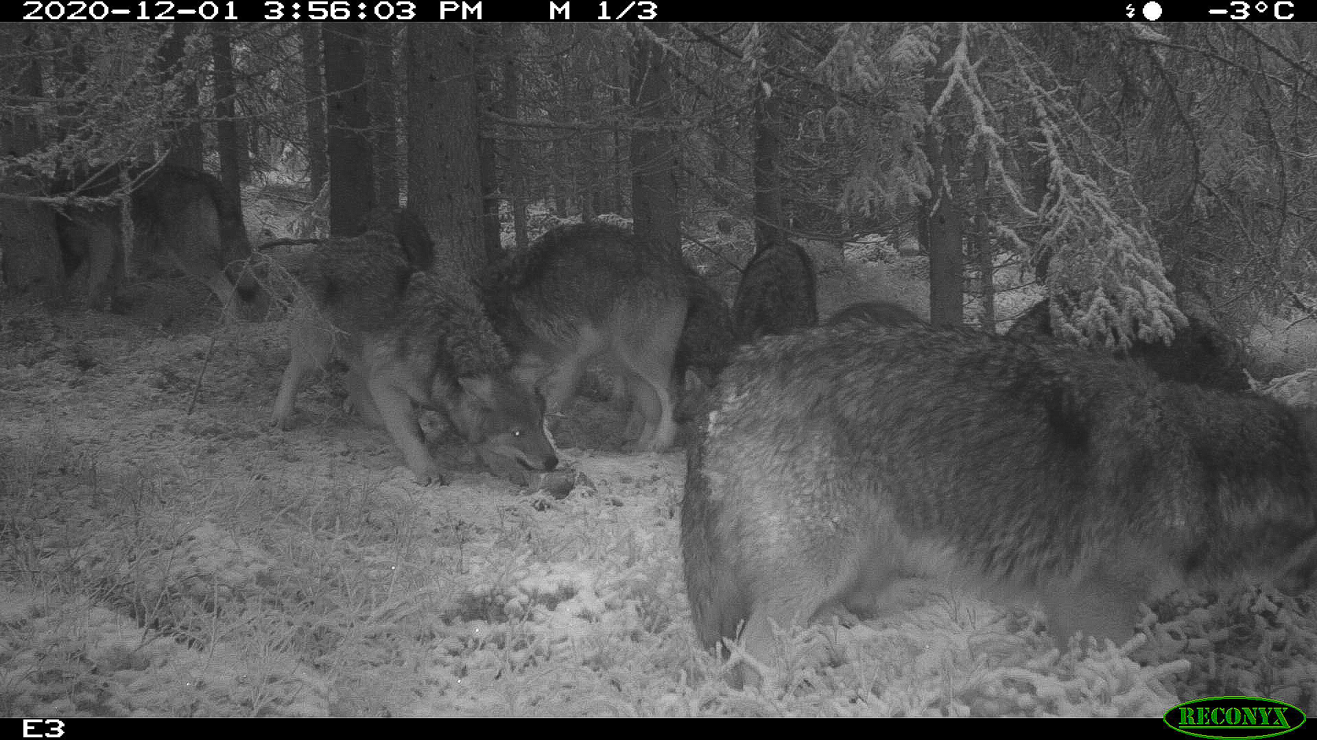 Viltkamerabilde av ulver som spiser slakterester i skogen