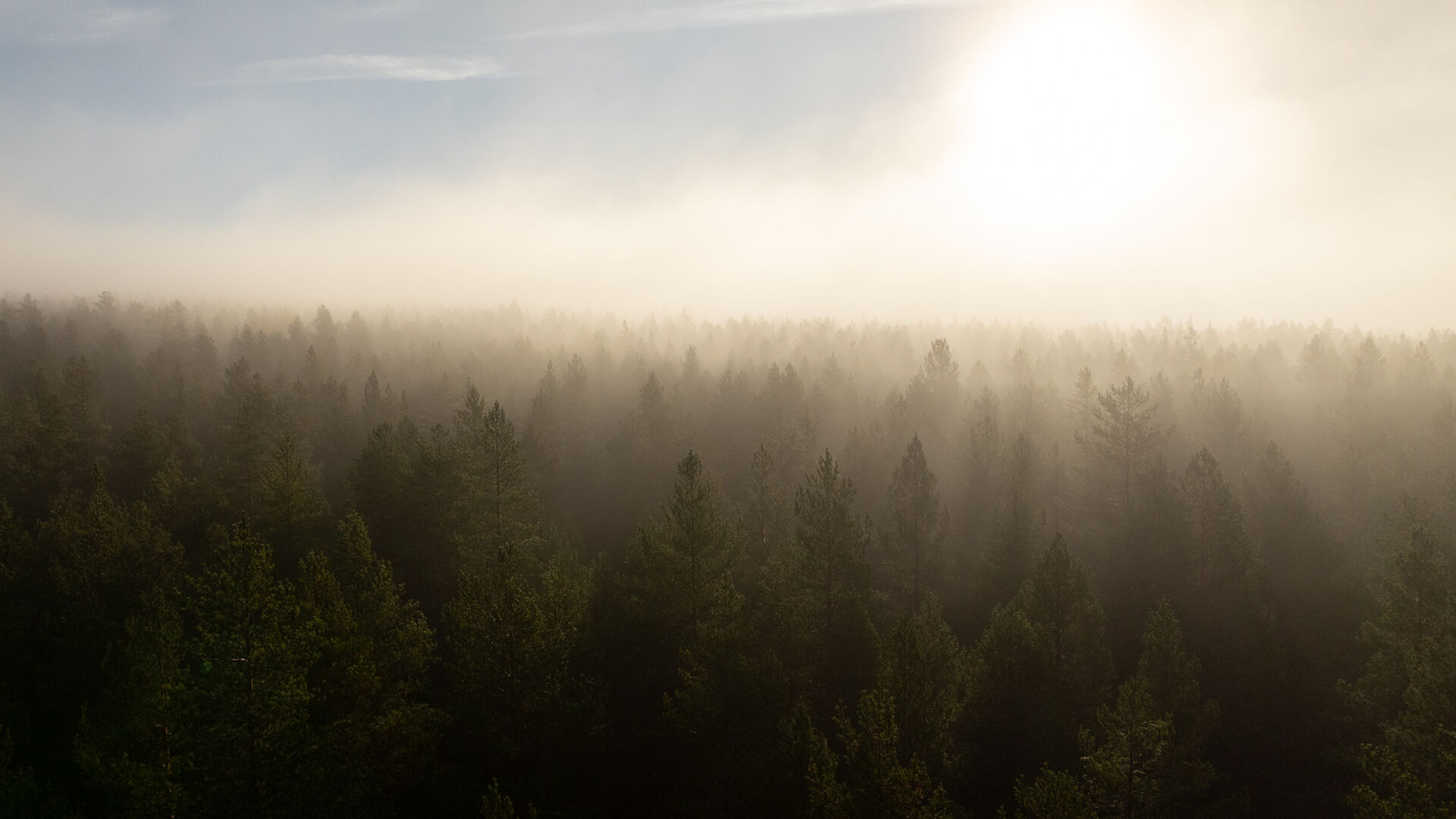 Flyfoto av en skog i tåke