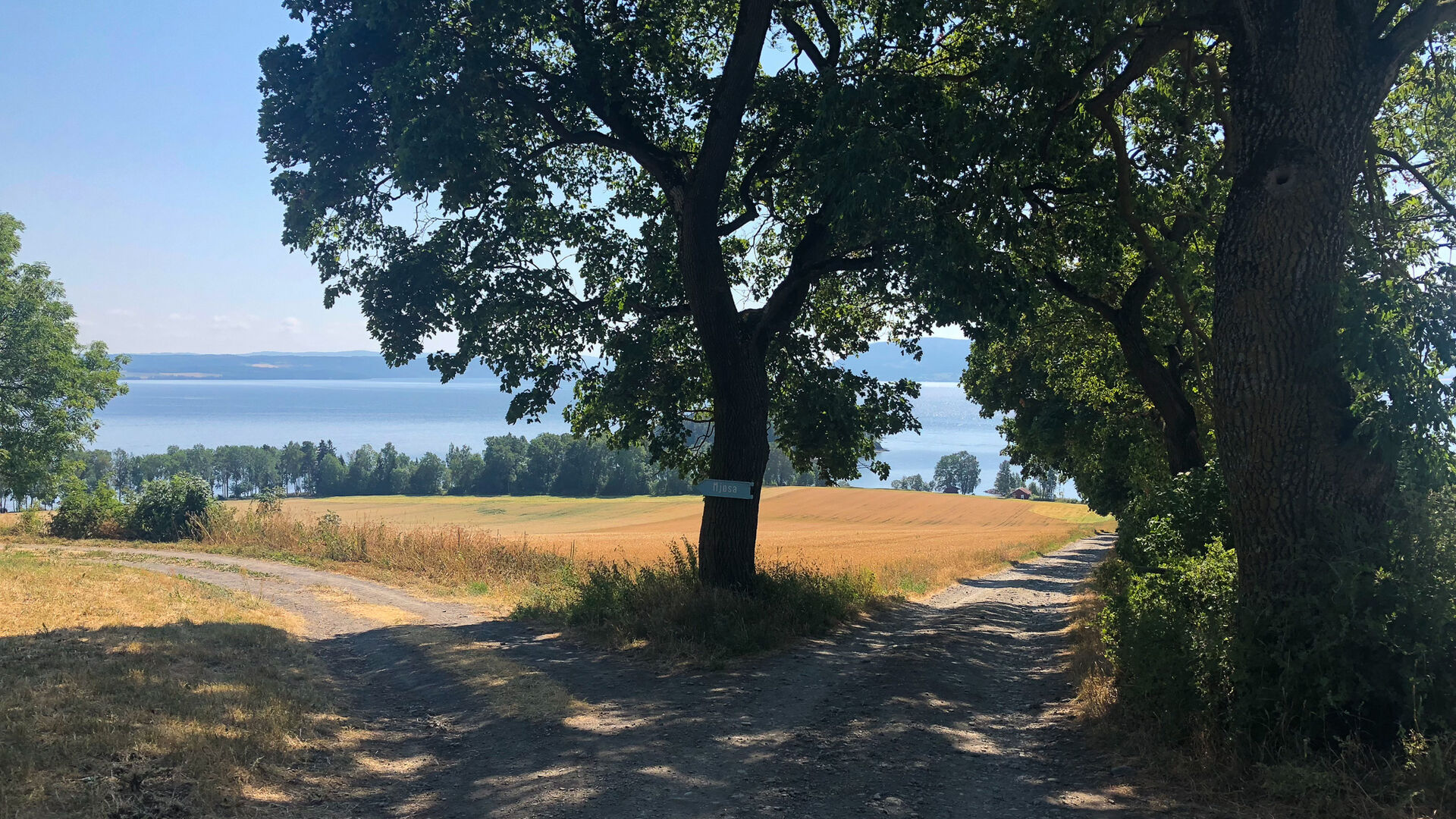 Gårdsvei ned mot Mjøsa som deler seg i to under et stort tre på enfin sommerdag