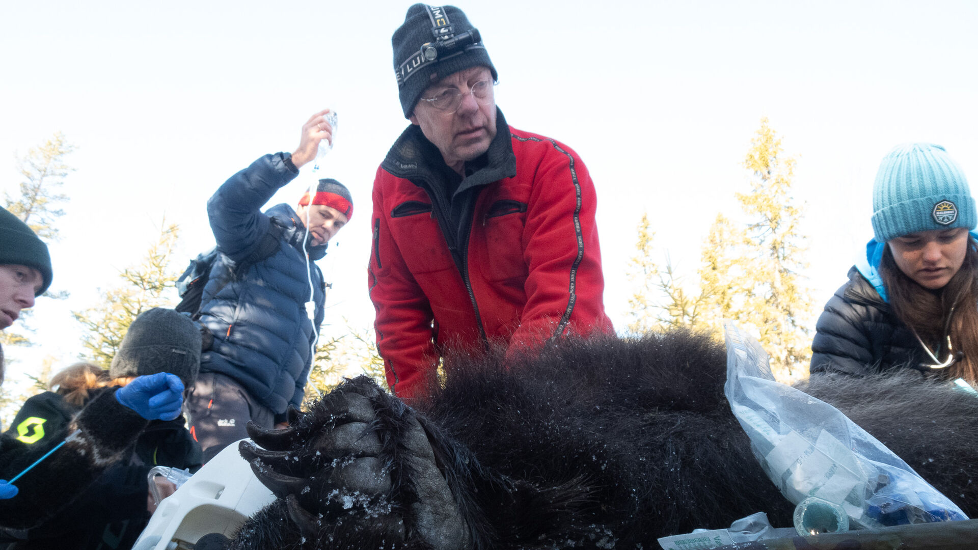 Jon Arnemo standing over an anaesthetised bear. 