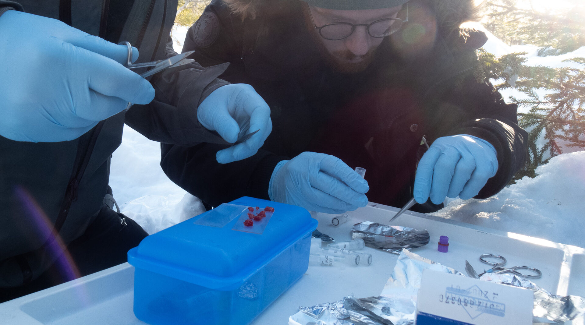 Researchers studying the samples they have taken from the bear, still out in the field.