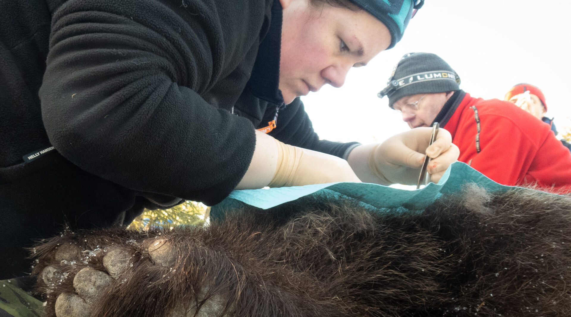 A researcher taking samples from a bear. 