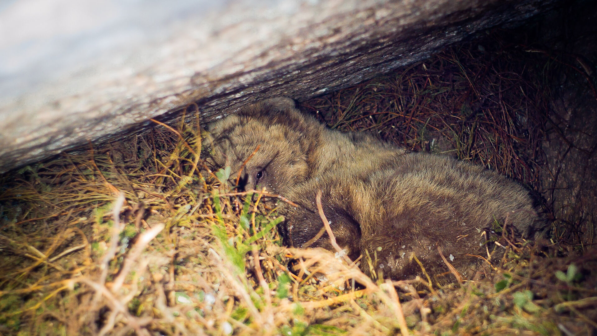 A bear lying in a den, peeking at the photographer.