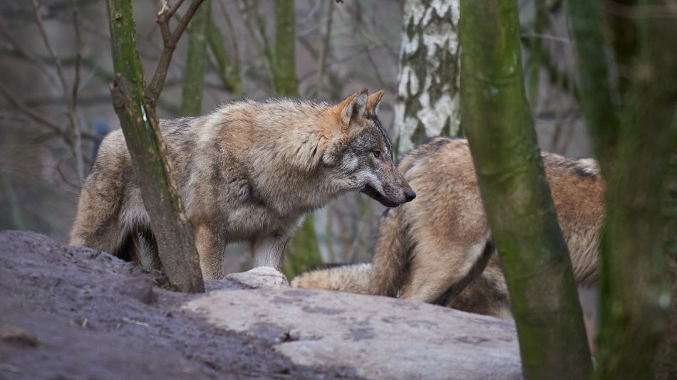 Bilde av en ulv i en skog