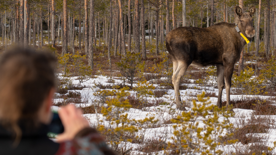 Elg med gult halsbånd i skogen  