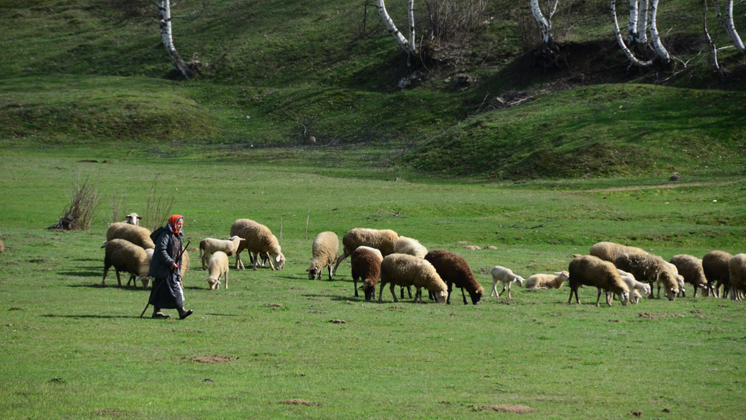 Pastoralism in Albania (photo: John Linnell, INN)