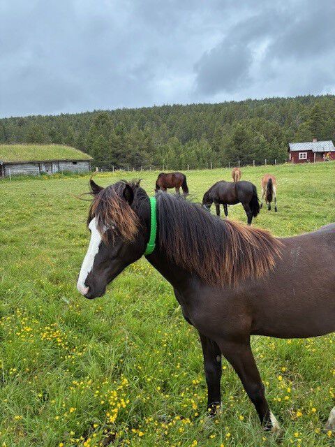 Ung kaldblodstraver utstyrt med halsbånd og akselerometer