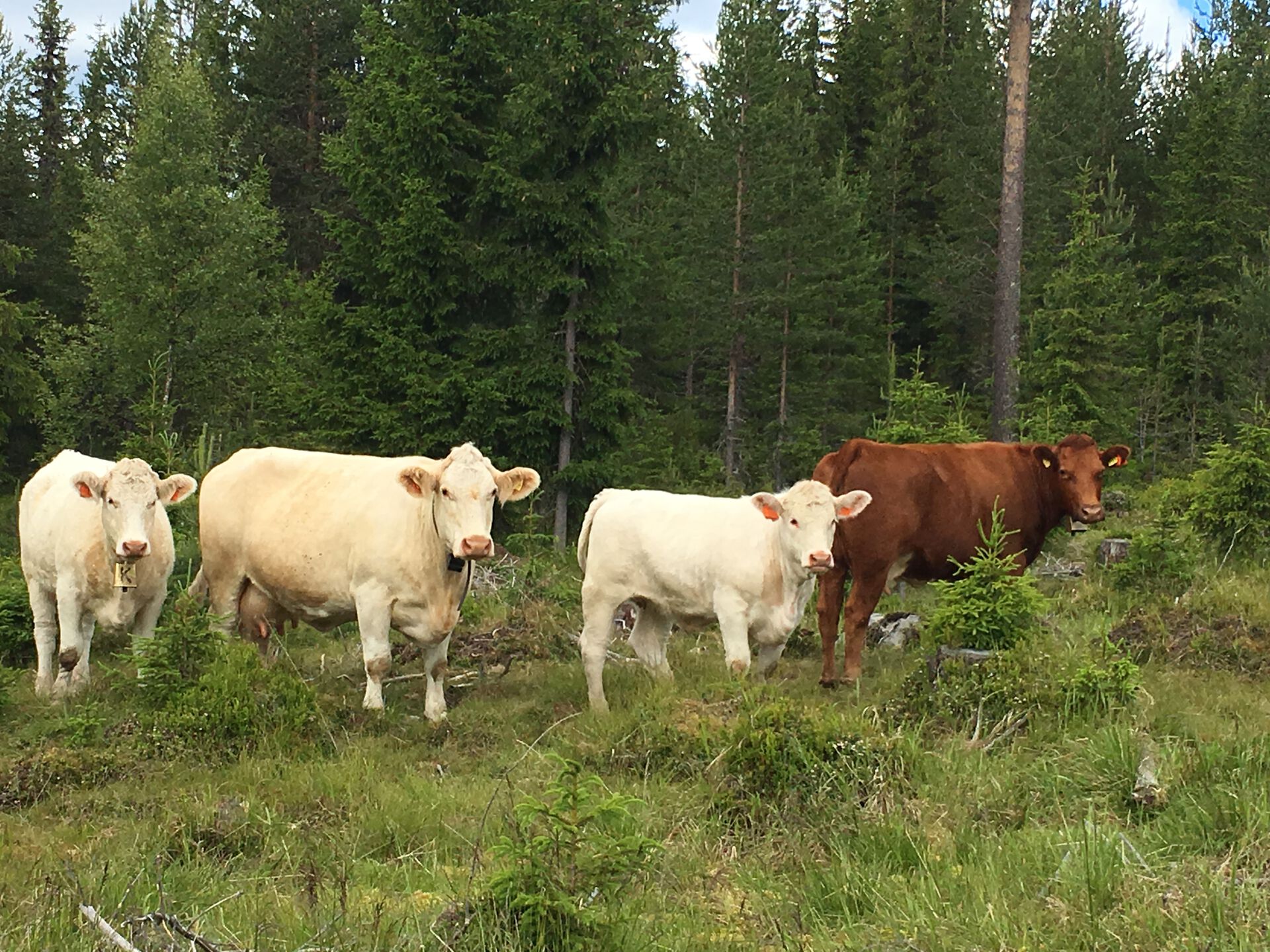 Kjøttfe av ulike raser på skogsbeite