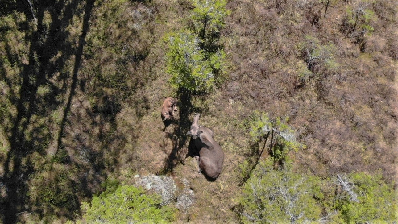 Elgobservasjon fra drone