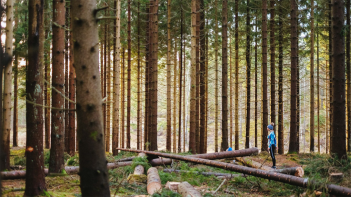 Bilde av en skog med furu